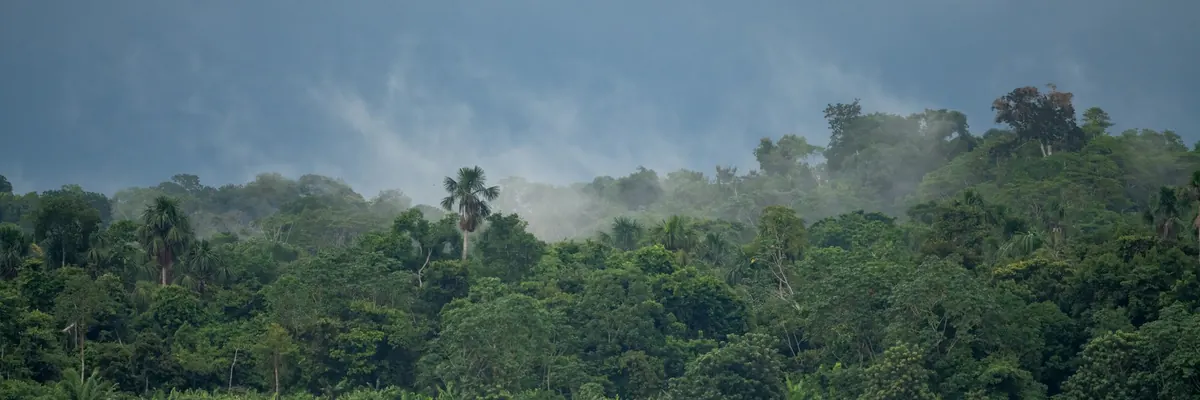 La selva amazónica sobre un río de aguas marrones